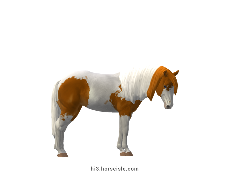American Paint Stock Horse Bright Chestnut Tovero Coat